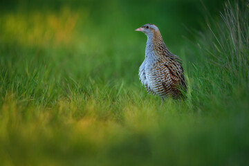 The corn crake or corncrake or landrail is a bird in the rail family