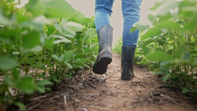 Agriculture. male farmer in rubber boots walks through a soybean plantation. business agriculture growing soybeans concept. a farmer feet are walking lifestyle in a soybean close-up field