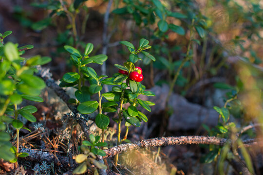 Red cranberries growing in the wild forest. Karelia