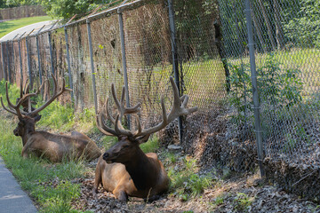 Two large Elk sitting near a fence resting at lone elk park in MO