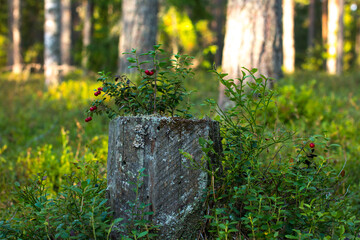 Fototapeta na wymiar Red cranberries growing in the wild forest. Karelia