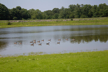 A beautiful background with ducks floating in the water