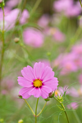 Obraz premium 静かな午後