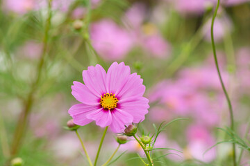 Obraz premium 控えめなコスモス