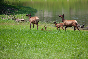 elk family walking in the grass near a pond at lone elk park in mo