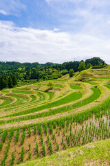 【千葉県】大山千枚田