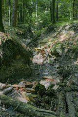 Bieszczady Mountains, Poland, The wildest region in the Poland, Polish Mountains and landscapes, Along the Bieszczady trails, Zwiezlo nature reserve,
