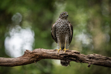sparrow-hawk resting on a tree