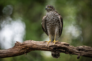 sparrow-hawk resting on a tree
