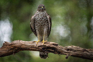 sparrow-hawk resting on a tree