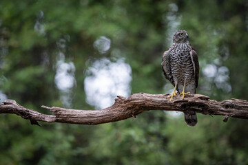 sparrow-hawk resting on a tree