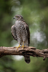 sparrow-hawk resting on a tree