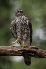 sparrow-hawk resting on a tree