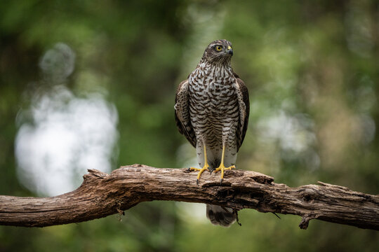 sparrow-hawk resting on a tree