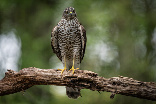 sparrow-hawk resting on a tree