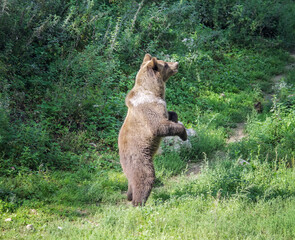 Fototapeta na wymiar Brown bear stands on its hind legs in the wild