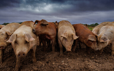 Curiuos pigs looking at the photographer 