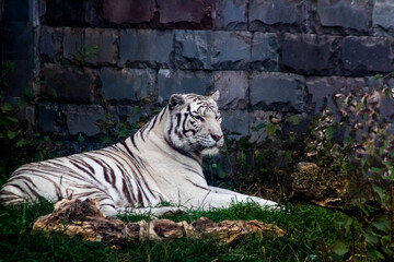 A magnificent royal tiger rests at the foot of a temple in the jungle and surveys its territory