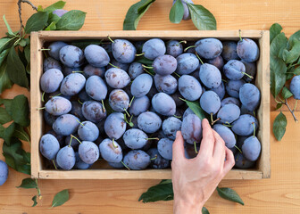 Harvested plums in a wooden box