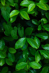 Saturated bush leaves. High quality photo