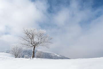 Fototapeta na wymiar Frosty winter day in the mountains