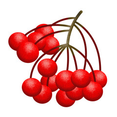 red cherry on transparent background png