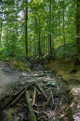 Bieszczady Mountains, Poland, The wildest region in the Poland, Polish Mountains and landscapes, Along the Bieszczady trails, Zwiezlo nature reserve,