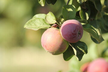 Ripe red apples on the branches of an apple tree in the garden are ready for harvest