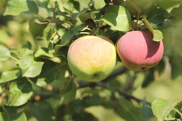 Ripe red apples on the branches of an apple tree in the garden are ready for harvest