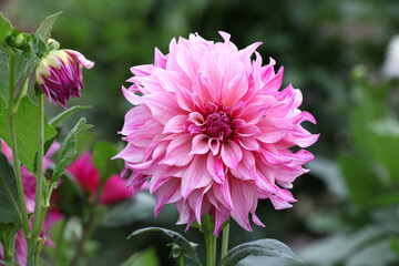 Dahlia 'Cafe Au Lait Royal' in flower. © Alexandra