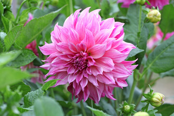 Dahlia 'Cafe Au Lait Royal' in flower. © Alexandra
