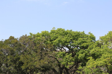 treetops under blue sky, green foliage under sky, green and blue in nature