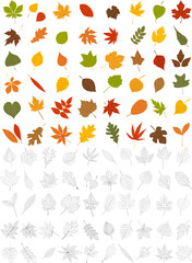 set of autumn leaves vector