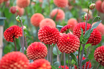 Dahlia 'Brown Sugar' in flower.