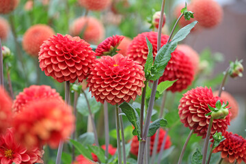 Dahlia 'Brown Sugar' in flower.