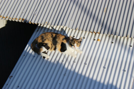 トタン屋根の上の三毛猫