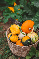 Thanksgiving day. Autumn background of colorful, decorative pumpkins in a stylish wicker basket. A rich harvest. The concept of the Halloween holiday.