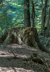 Bieszczady Mountains, Poland, The wildest region in the Poland, Polish Mountains and landscapes, Along the Bieszczady trails, Zwiezlo nature reserve,