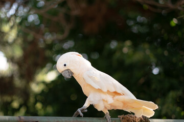 White wild exotic bird cockatoo parrot walking on crossbeam, beam on green background in trees.Copy space for text. © Ольга Смолина