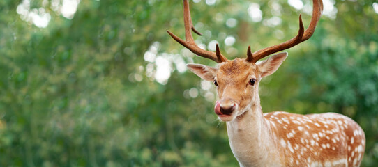 Big funny brown male deer with antlers looking at camera licking mouth on green background of foliage.Copyspace. 