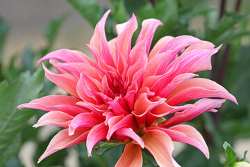 Decorative Dahlia 'Labyrinth' in flower.