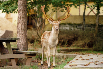 Big funny brown male deer with antlers looking at camera, full body, standing in garden close to house.Copyspace.