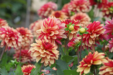 Dahlia ÔCreme de Cognac' in flower.