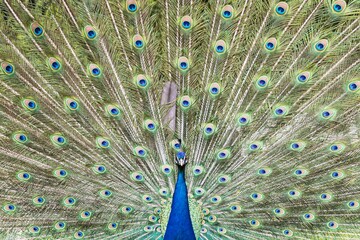 Fototapeta premium Bleu Peacock