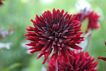 Dahlia 'Black Jack'  in flower. © Alexandra