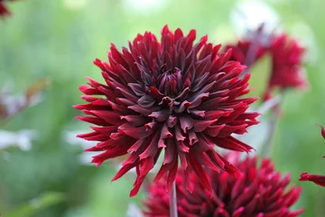 Raamstickers Dahlia 'Black Jack'  in flower. © Alexandra