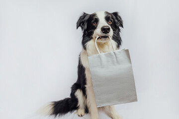 Puppy dog border collie holding shopping bag in mouth isolated on white background. Online or mall...