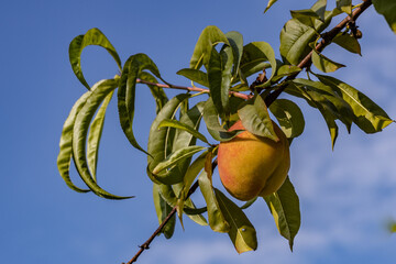 Peaches close up photography, Fruits among the leaves on a branch, polish orchards, healthy polish food, close up photography, Poland