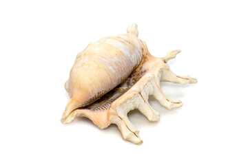 Image of lambis scorpius sea shell, common name the scorpion conch or scorpion spider conch, is a species of large sea snail, a marine gastropod mollusk in the family Strombidae, the true conchs.