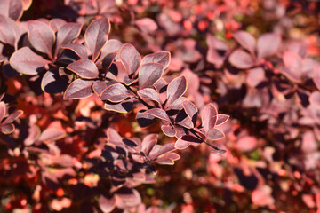 Japanese barberry Berberis thunbergii Golden Ring branch with leaves
